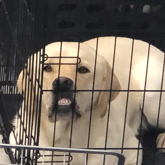 Meet your Posher, Megan - Picture 1 of 1